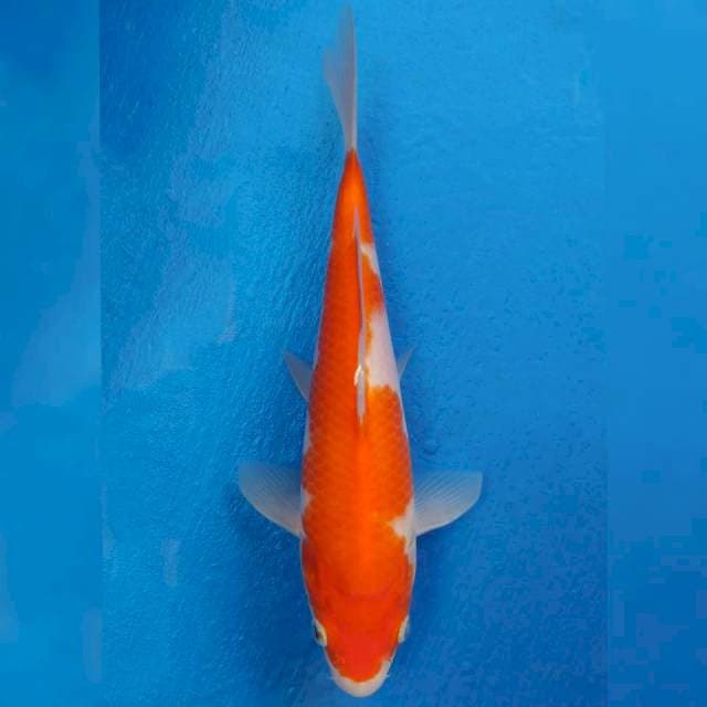Kohaku Import non serti