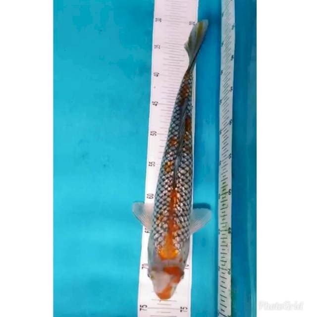 Jumbo ochiba ginrin 40cm