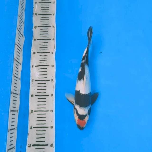 Tanco Showa 34cm vimale