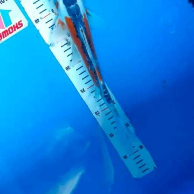 Sushui 38cm... perlu asupan gizi