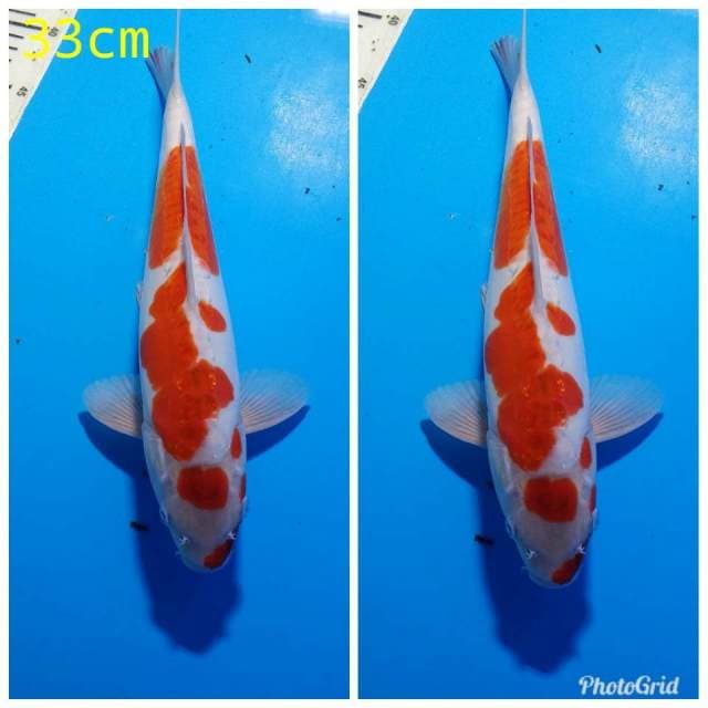Maruten kohaku doitshu