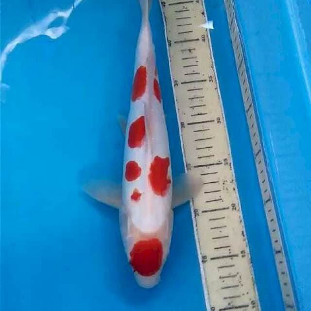 Maruten Kohaku Aragoke ~35