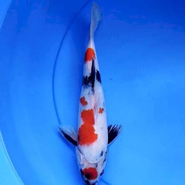 Tancho Showa 27 cm