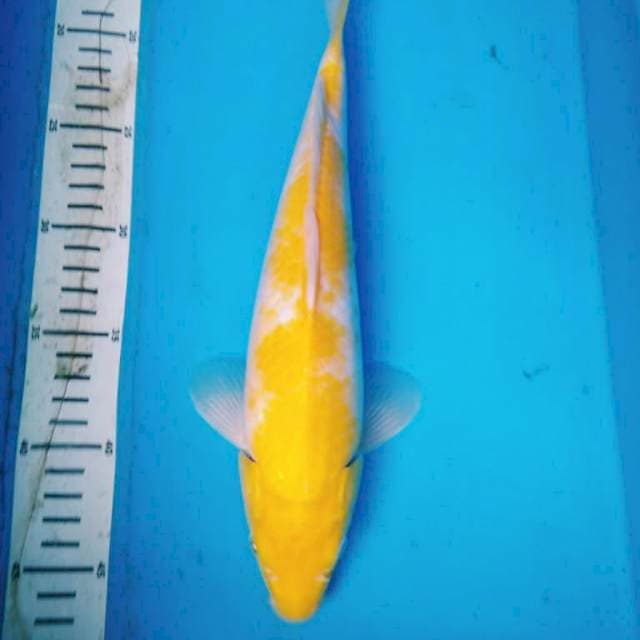 KOYO 4 MATA MERAH