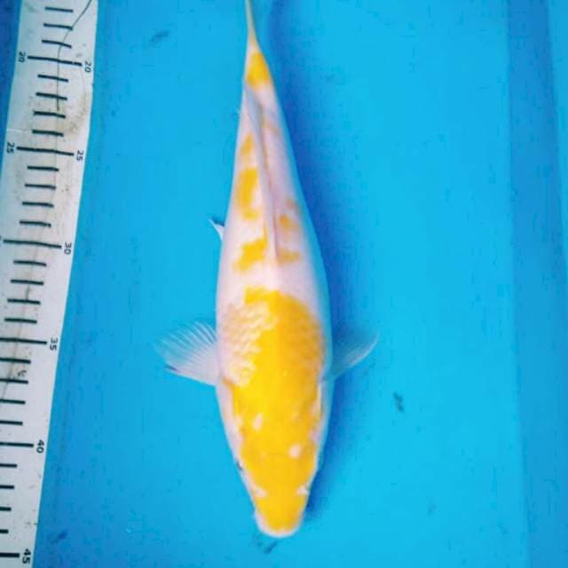 KOYO 5 MATA MERAH