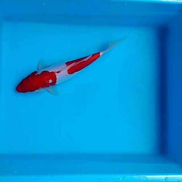 Kohaku doit 24cm