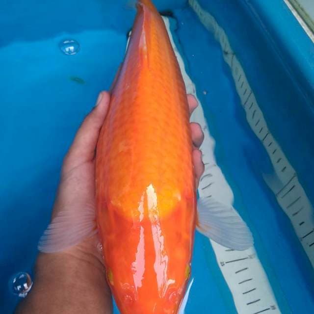 Ogon Punuk