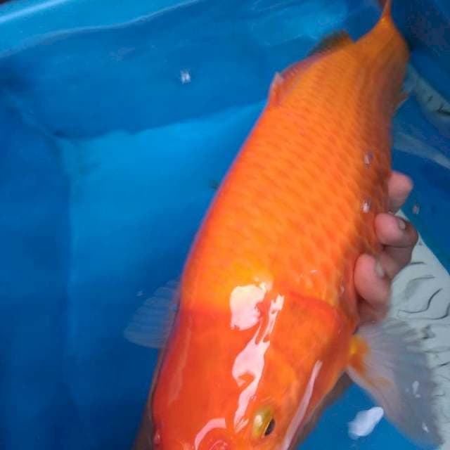 Ogon Punuk