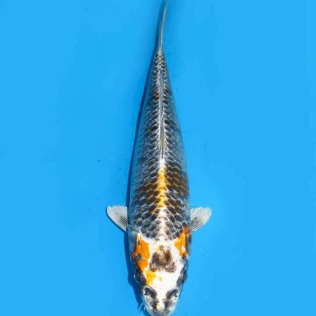 33cm , Beniginga Antik