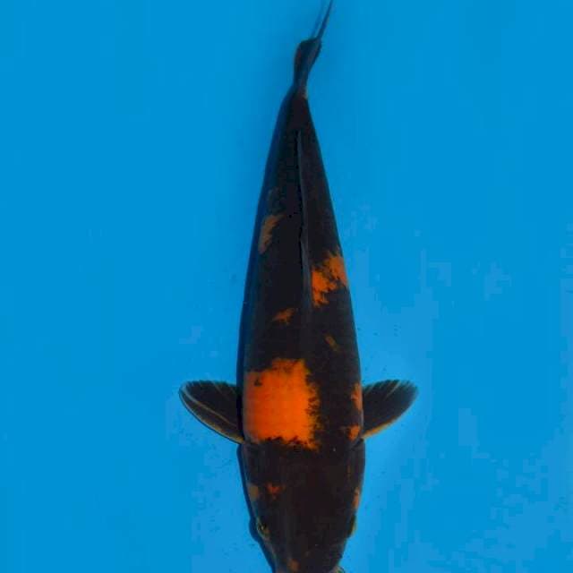 35cm , Black Utsuri