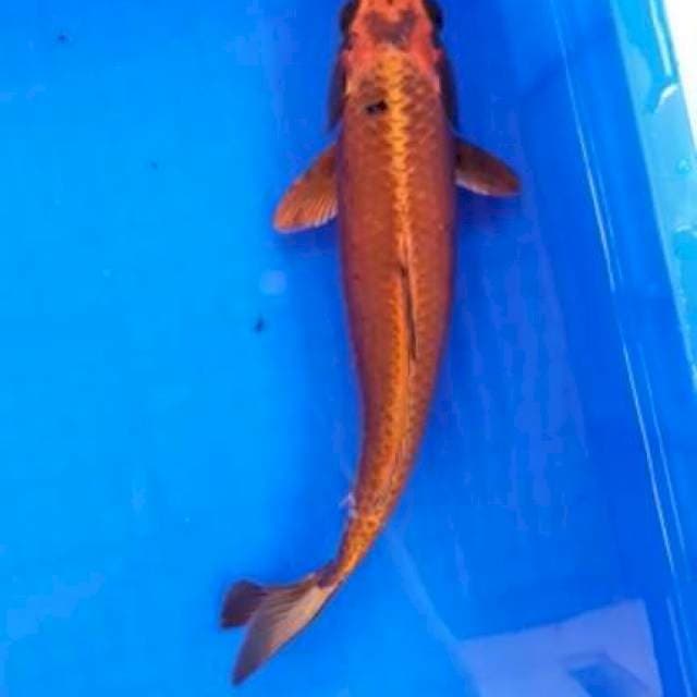 Gingga