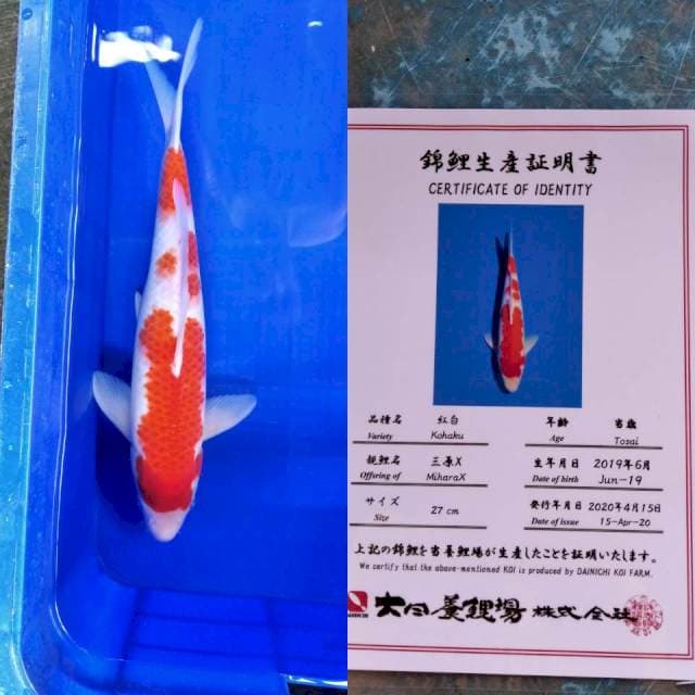 Kohaku dainichi serti
