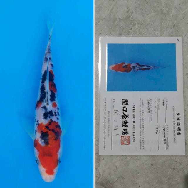 Sekiguchi sanke 19cm sertifikat