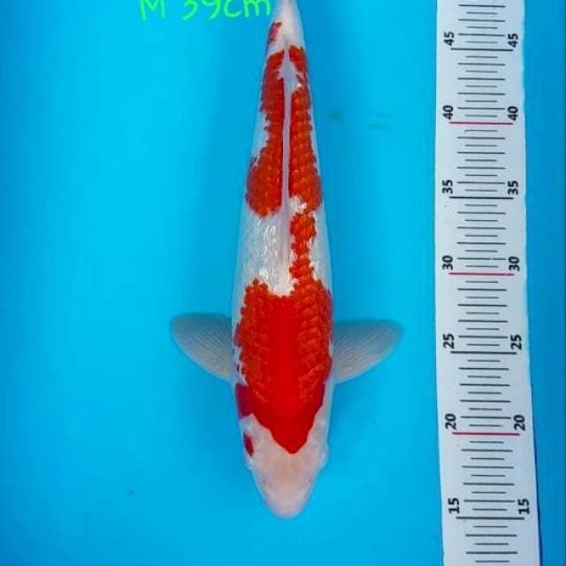 Kohaku gindrin 39 cm