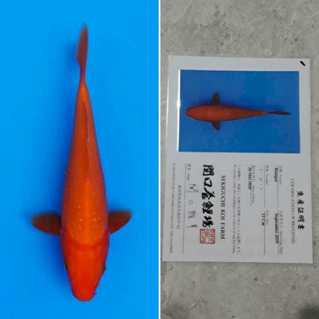 Sekiguchi benigoi 15cm sertifikat
