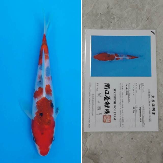 Sekiguchi sanke 18cm sertifikat
