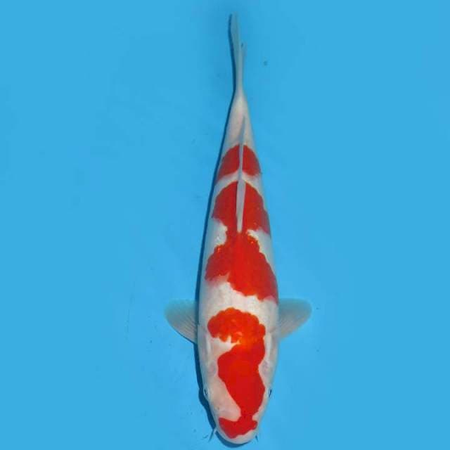 28 ,Red Yondan Kohaku