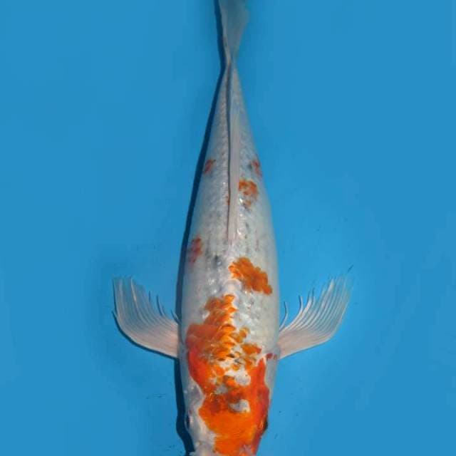 35cm , Kumpay 2
