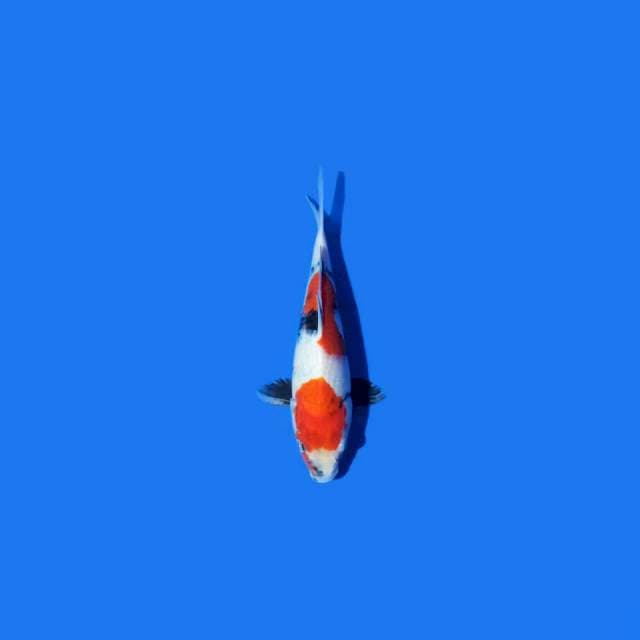 KOINS_TANCO SHOWA GOOD_25CM