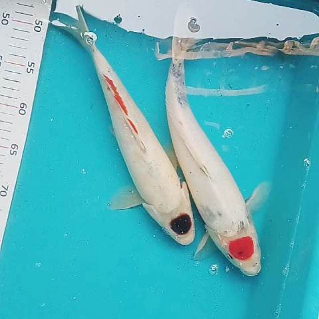 Duo pentol 34-35 cm