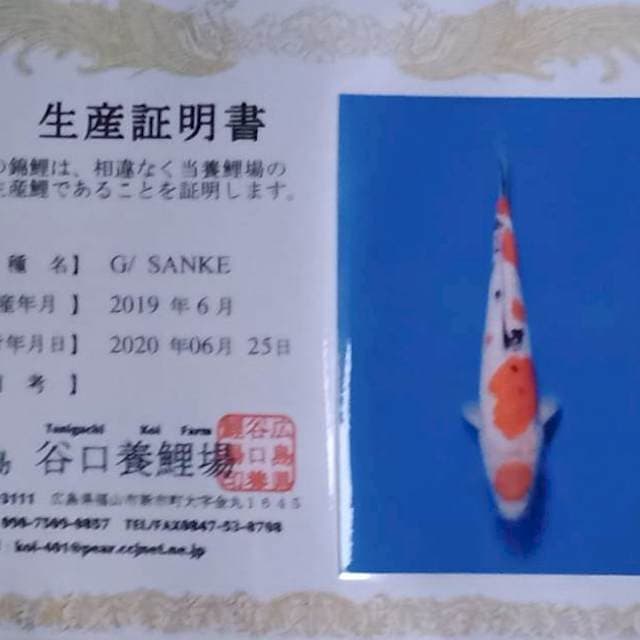 Ginrin sanke 32cm taniguchi farm