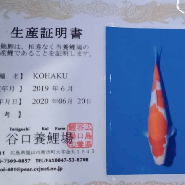 Kohaku import taniguchi farm