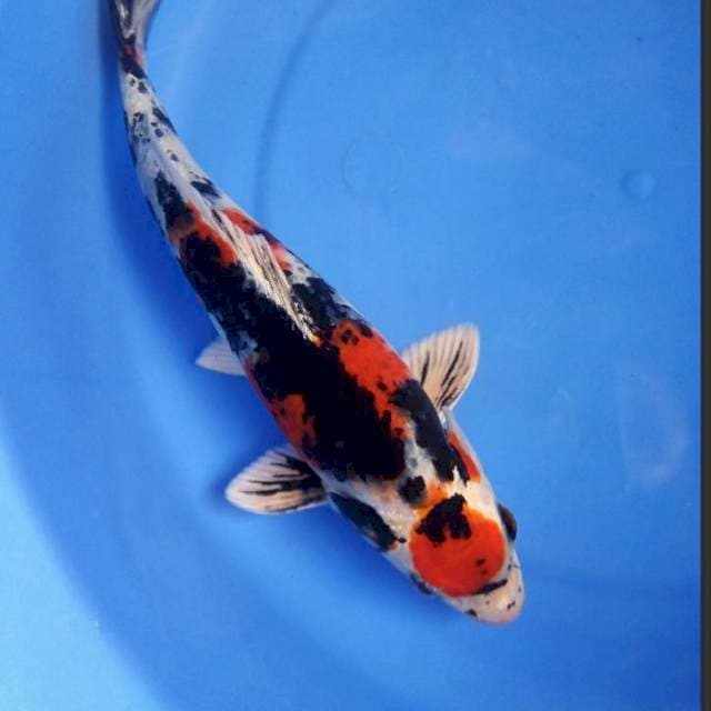 Kage Showa 30bu male