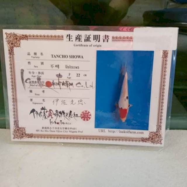 Tancho Showa import farm ISA