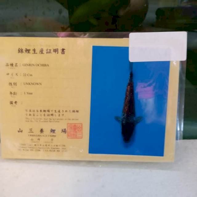 Ochiba ginrin import