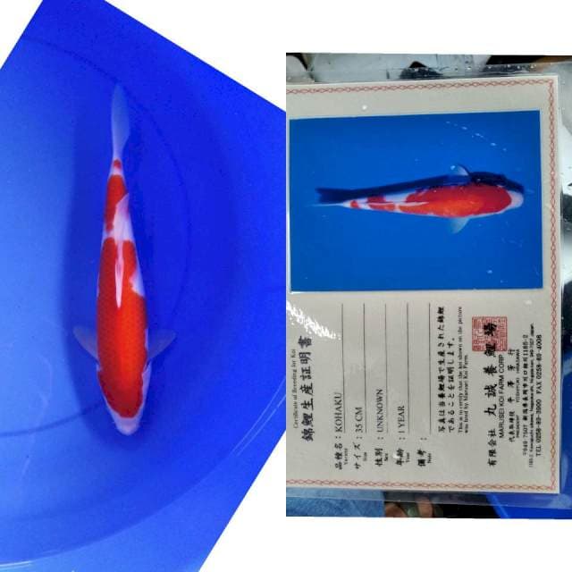 Kohaku marusei serti