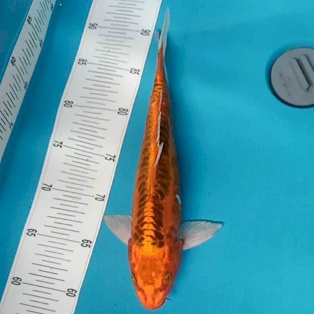 Antik 30cm