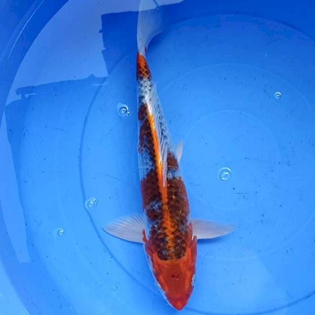 Kujaku jreng 34cm