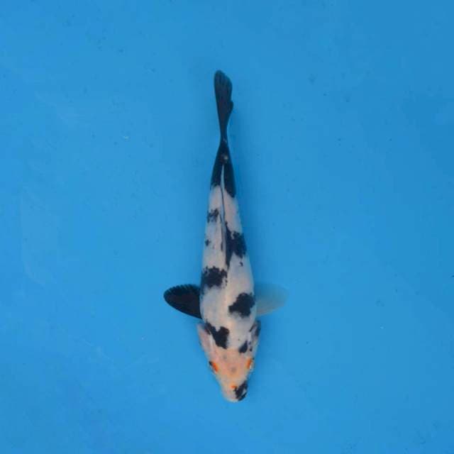 Shiro F1