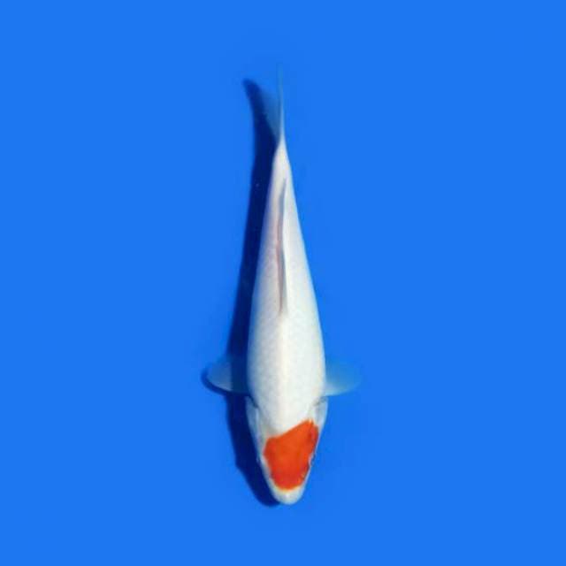 Tancho Kohaku 24 cm