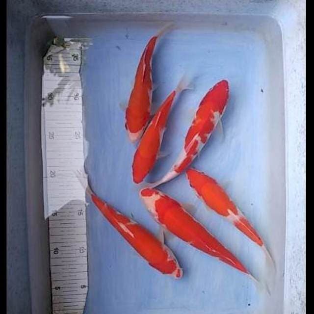 Paket kohaku merah merona 16-22cm
