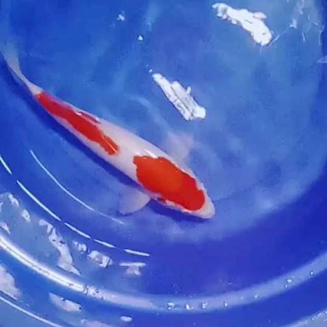 Kohaku