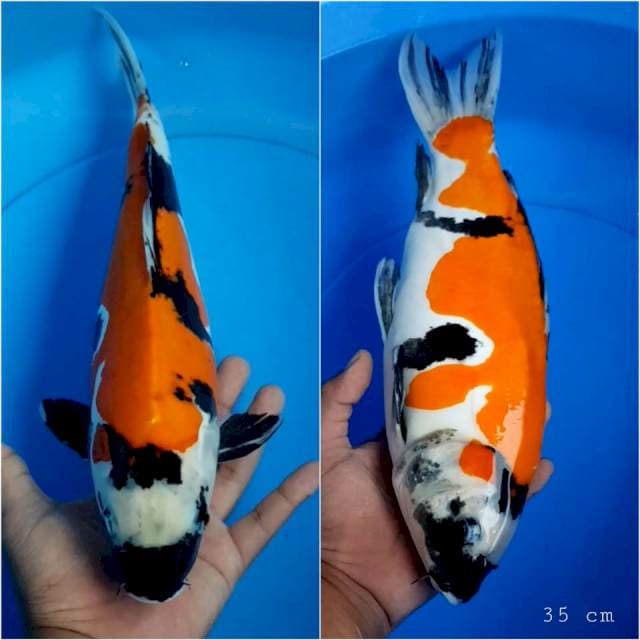 Doitsu showa 35 cm