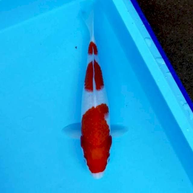 SANDAN KOHAKU 29 CM