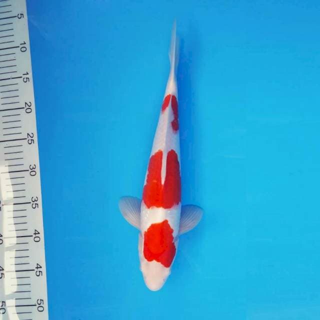 SOCHI 5 ~ KOHAKU ™