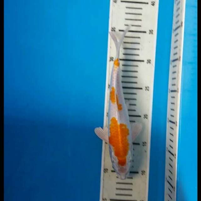 Hariwake