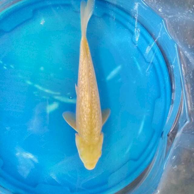 Karasi ginrin 29 cm