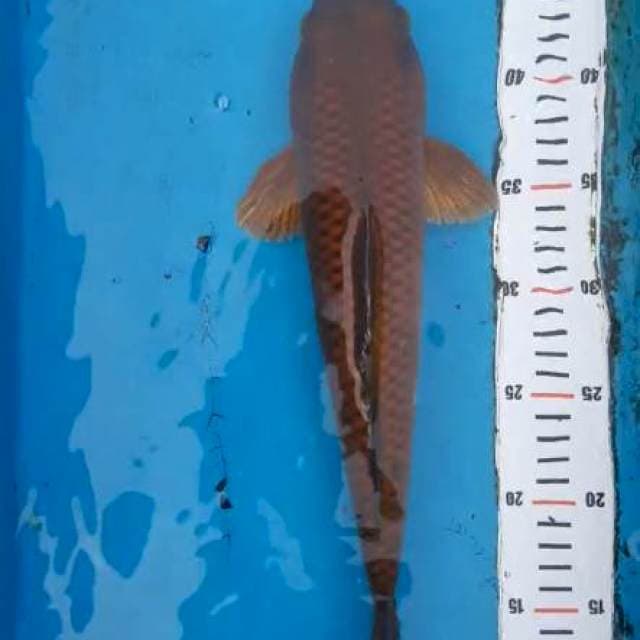 Canggei tembaga 35cm