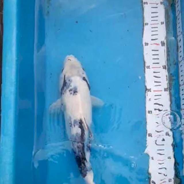 Shiro Putih mulus 37cm