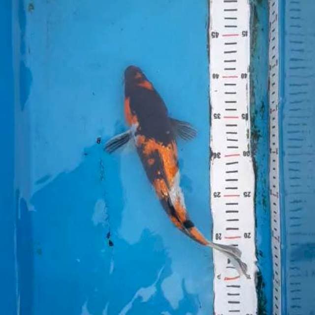 Showa gindrion 30cm