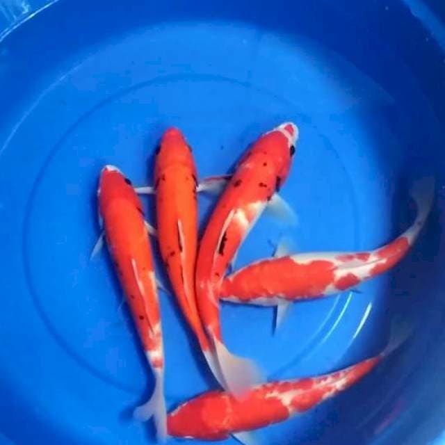 Mix 26-30cm