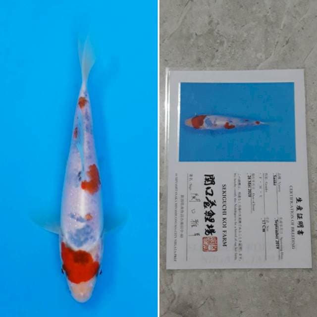 Sekiguchi sanke 17cm sertifikat