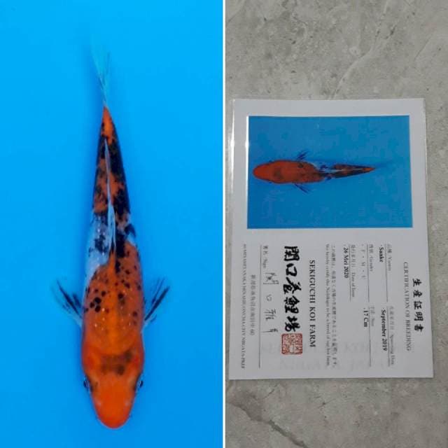 Sekiguchi sanke 17cm sertifikat
