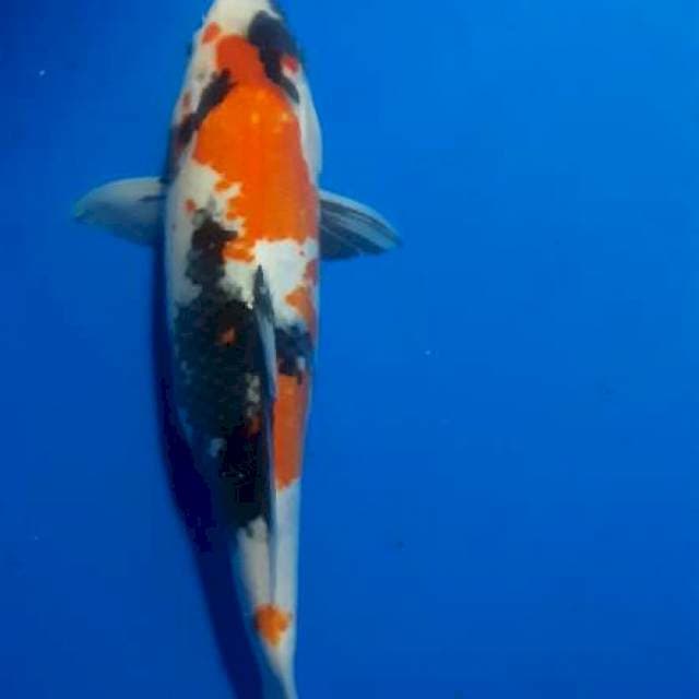 Kindai showa 34cm