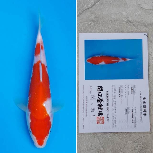 Sekiguchi kohaku 20cm sertifikat