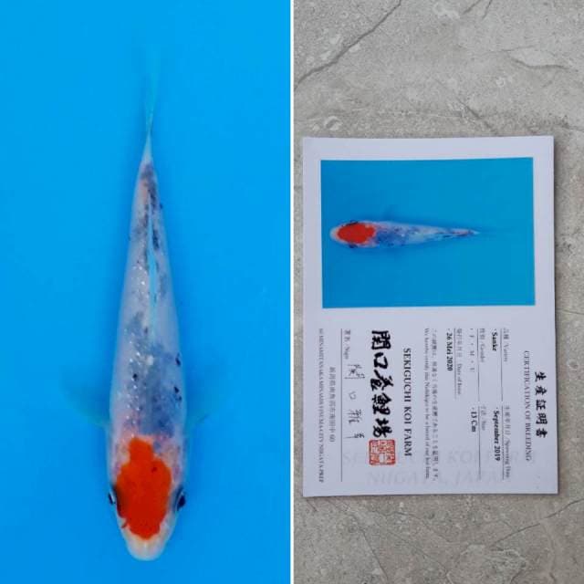 Sekiguchi tancho sanke 13cm sertifikat